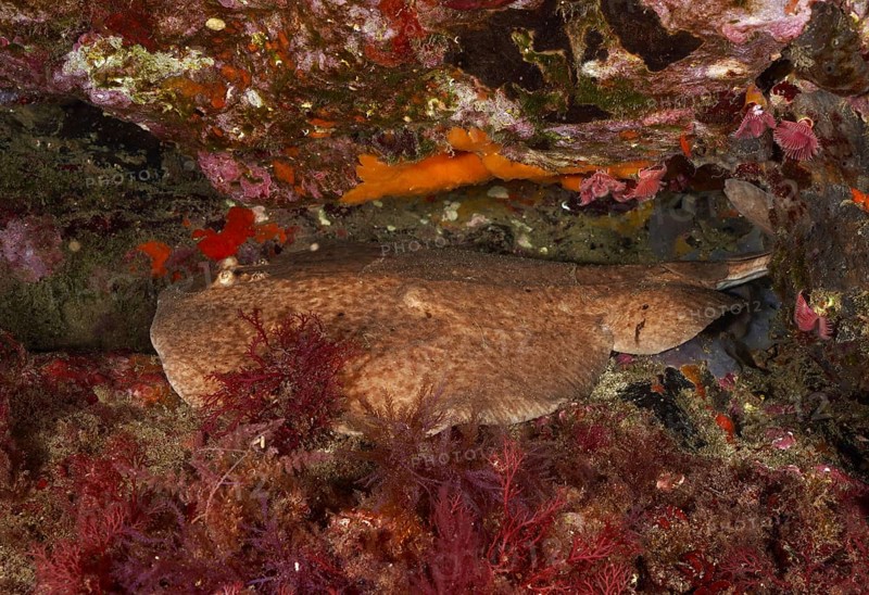 A marbled electric ray (Torpedo marmorata) rests on the seabed, surrounded by red algae. Dive site Marine reserve Cap de Creus, Rosas, Costa Brava, Spain, Mediterranean Sea, Europe