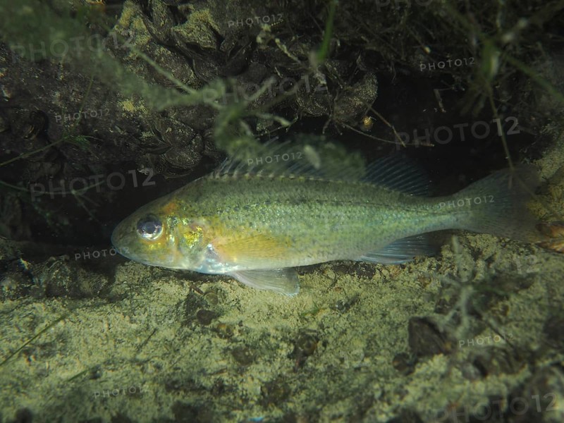 A eurasian ruffe (Gymnocephalus cernua) swims near the sandy bottom surrounded by aquatic plants. Dive site Zollbrücke, Rheinau, Canton Zurich, Rhine, High Rhine, Switzerland, Germany, Europe