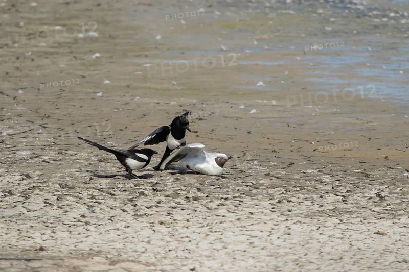 Black headed gull (Chroicocephalus ridibundus) adult bird dying of bird flu being attacked by two Eurasian magpie (Pica pica) on a scrape, Suffolk, England, United Kingdom, Europe