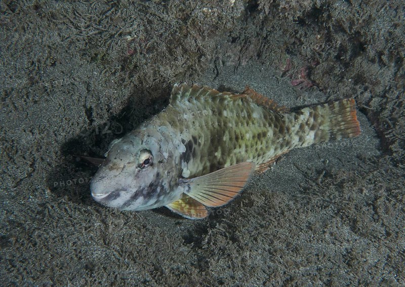 A green-brown Mediterranean parrotfish (Sparisoma cretense) sleeps at night on the sandy seabed in the underwater world. Dive site Playa, Los Cristianos, Tenerife, Canary Islands, Spain, Europe
