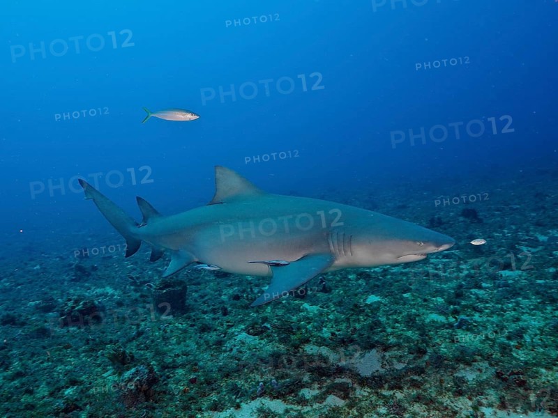 A lemon shark (Negaprion brevirostris) swims close to the seabed of the deep ocean. Dive site Lemon Drop, Jupiter, Florida, USA, North America