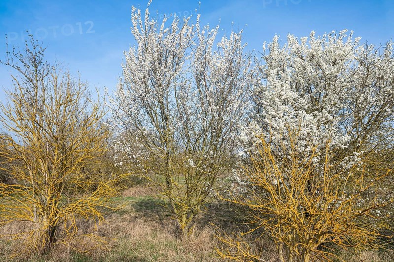 Blackthorn (Prunus spinosa) white flowering and elderberry (Sambucus) overgrown with common orange lichen (Xanthoria parietina), Thuringia, Germany, Europe