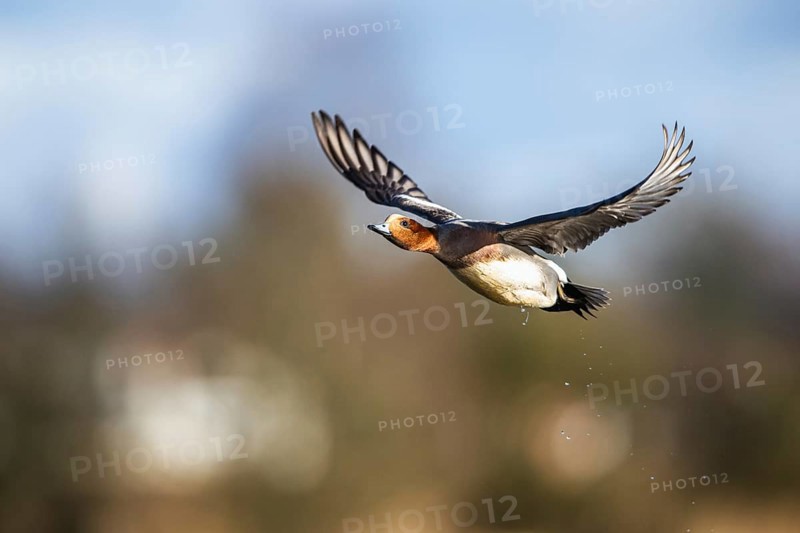 Eurasian Wigeon, (Mareca penelope) male in flight over marshes