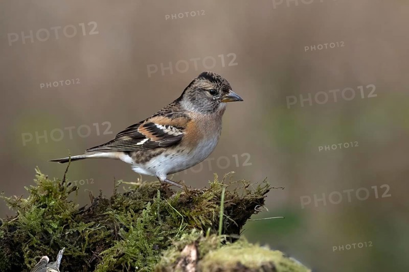 Mountain finch, female, (Fringilla montifringilla), Austria, Upper Austria, Europe