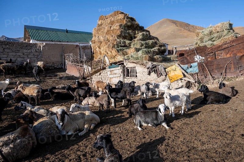 Traditional farm with sheep and haystacks, Kyrgyzstan, Asia