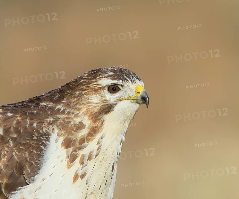 Steppe buzzard (Buteo buteo) bright morph, animal portrait, wildlife, winter, Siegerland, animals, birds, birds of prey, North Rhine-Westphalia, Germany, Europe
