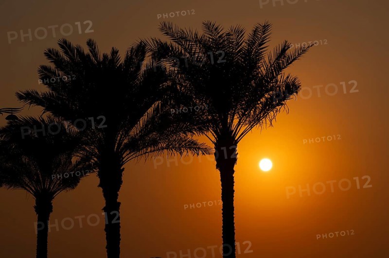 Palm trees, sunset, evening mood, The Boardwalk, waterfront promenade, Palm Jumeirah, Dubai, United Arab Emirates, VAR, Asia