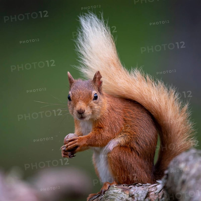 Squirrel (Sciurus), forest, Aviemore, Scotland, Great Britain