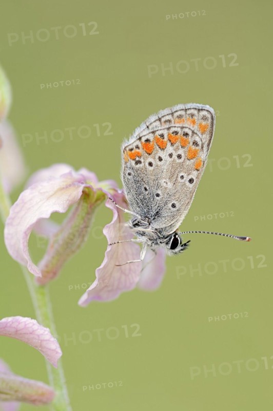 Brown argus (Aricia agestis) on the common levcoje (Matthiola fruticulosa), Provence, southern France