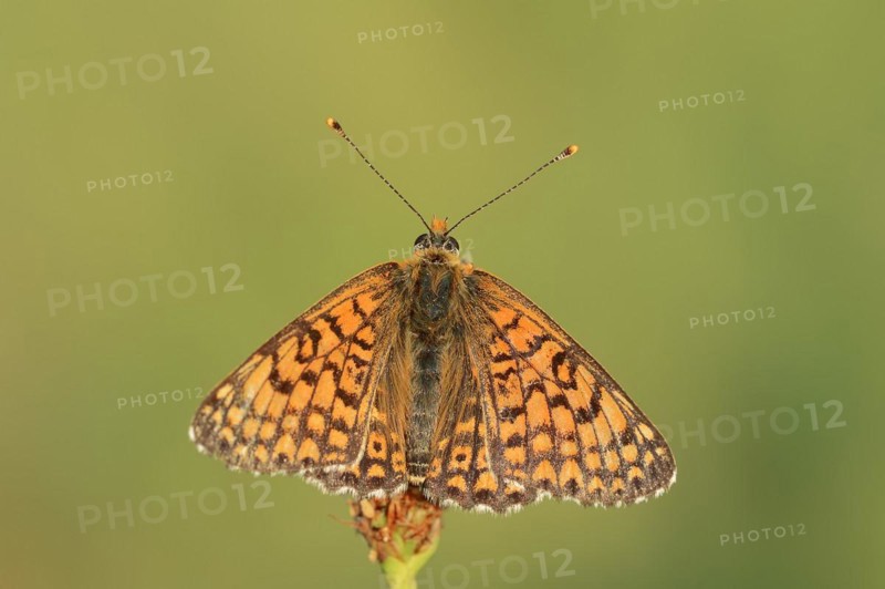 Plantain Fritillary (Melitaea cinxia), Provence, Southern France