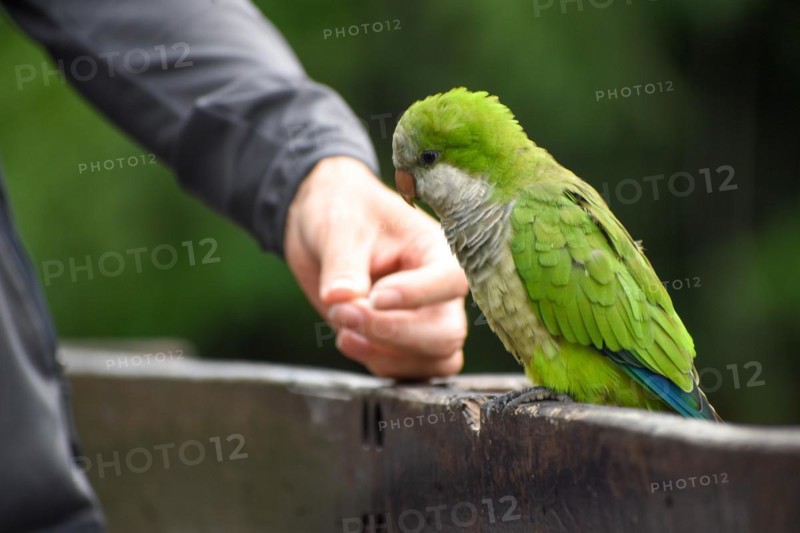 Monk parakeet (Myiopsitta monachus) eating from the hand, public park in Buenos Aires, Argentina, South America