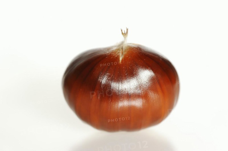 Sweet chestnut or sweet chestnut (Castanea sativa), fruit, chestnut on a white background