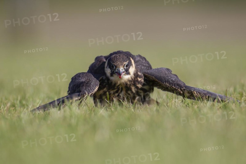 Eurasian hobby (Falco subbuteo) adult bird mantling prey on grassland, England, United Kingdom, Europe