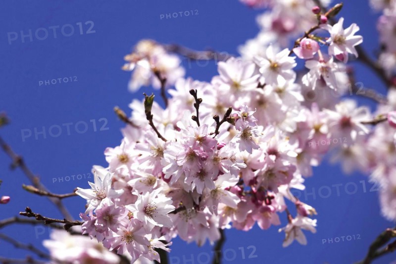 Blossom of the Higan cherry, March, Germany, Europe