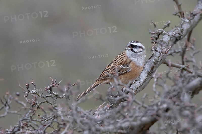 Rock Bunting (Emberiza cia) singing on a fruit tree, Austria, Lower Austria, Wachau region, Europe