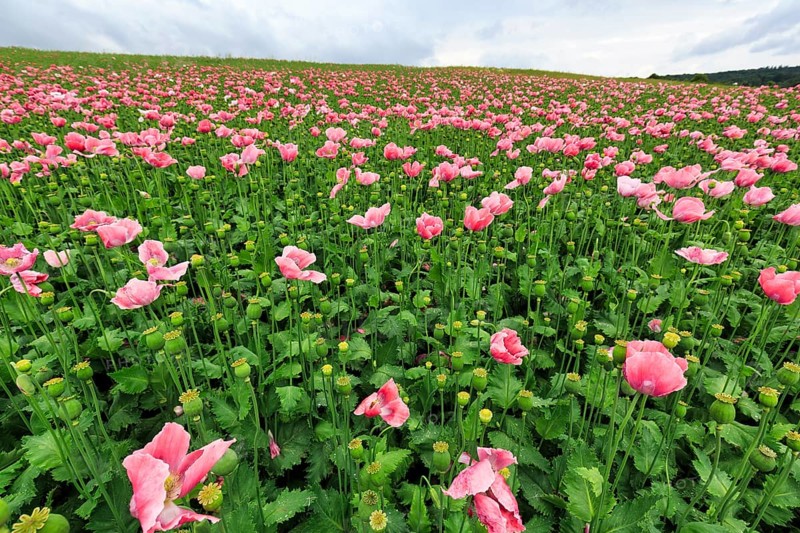 Opium poppy (Papaver somniferum), cultivation of edible poppy, poppy field, pink-coloured sea of flowers and seed capsules, vastness, Meißner, Geo-nature park Park Frau-Holle-Land, Hesse, Germany, Europe