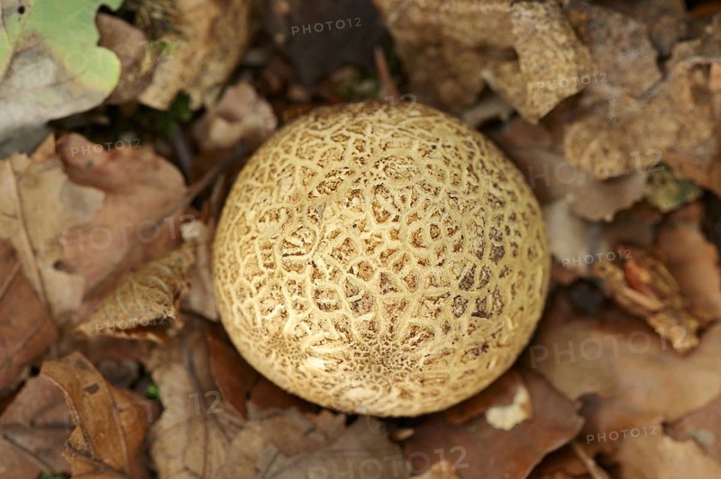 Common earthball (Scleroderma citrinum), North Rhine-Westphalia, Germany, Europe