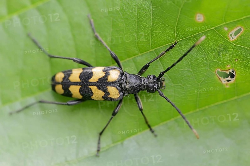 Four-banded narrow-legged ram (Leptura quadrifasciata, Strangalia quadrifasciata), female, North Rhine-Westphalia, Germany, Europe