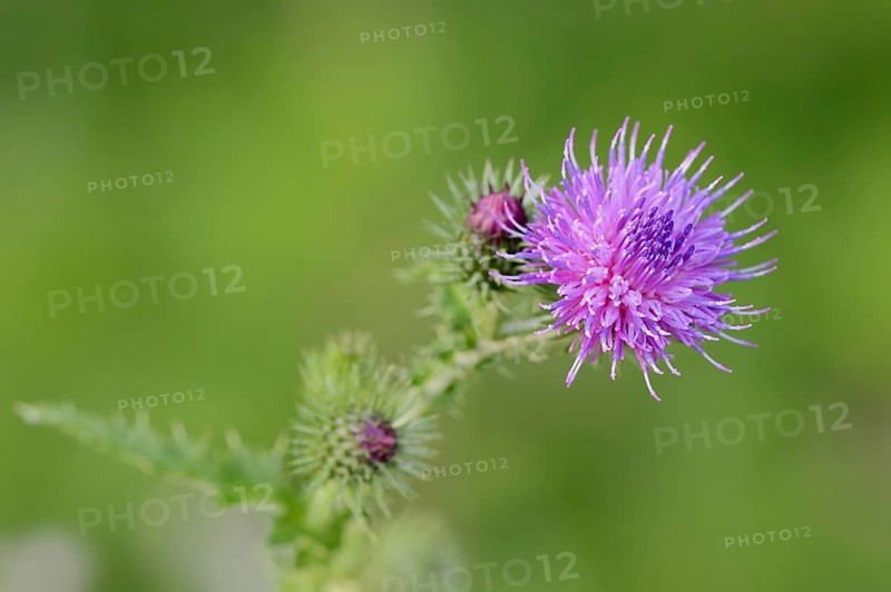 Common thistle (Cirsium vulgare, Cirsium lanceolatum), flowering, North Rhine-Westphalia, Germany, Europe
