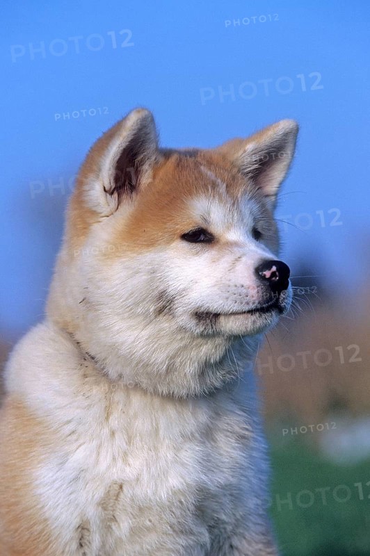 Akita Inu
