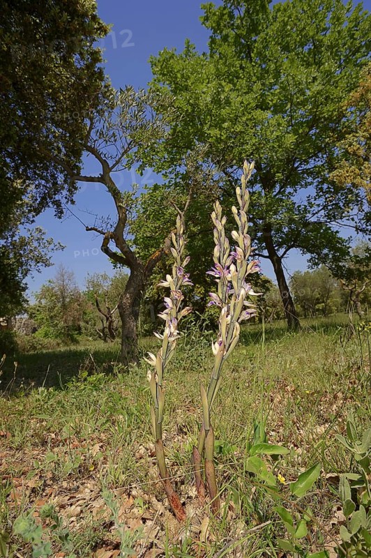 Violet limodore (Limodorum abortivum), Provence, southern France