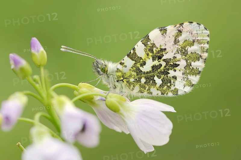 Orange tip (Anthocharis cardamines) on inflorescence of cuckoo flower (Cardamine pratensis), North Rhine-Westphalia, Germany, Europe