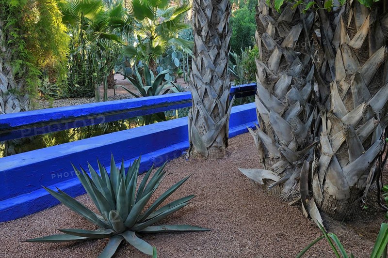 Exotic garden with tall palm trees, agave plant, and vibrant blue walls surrounded by lush greenery, Majorelle Garden, Marrakech, Morocco, Africa