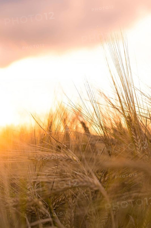 Wheat field with golden evening mood, grasses in the foreground, sun behind clouds, Gechingen, Black Forest, Germany, Europe