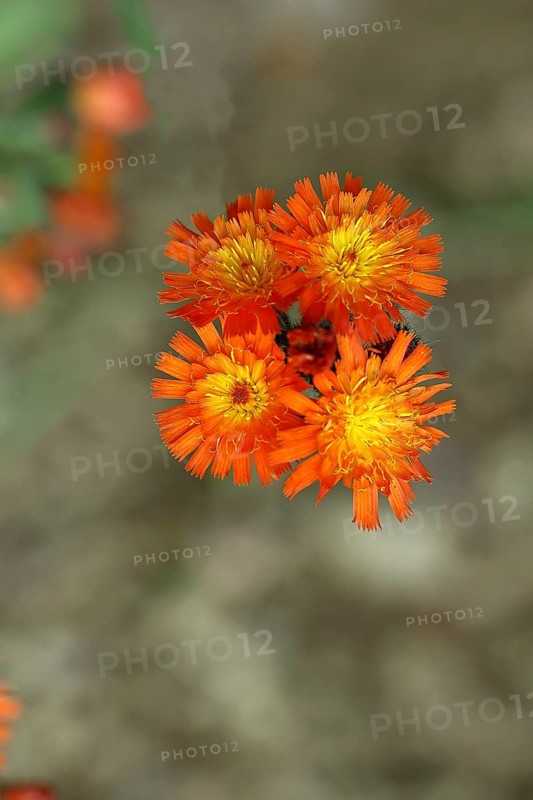 Fox-and-cubs (Hieracium aurantiacum), several flowers on a stem in a rough meadow, Wilnsdorf, North Rhine-Westphalia, Germany, Europe