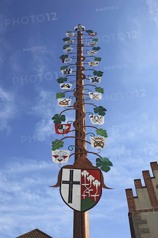 Guild tree of the winegrowers on the market square of Hammelburg, Lower Franconia, Bavaria, Germany, Europe