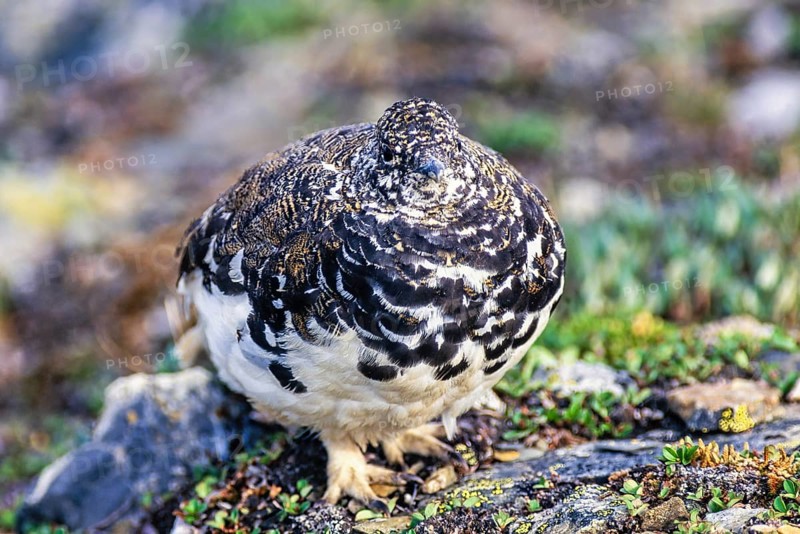 Rock ptarmigan (Lagopus muta) with a camouflaged plumage in a barren rock landscape, Jasper National Park, Alberta, Canada, North America