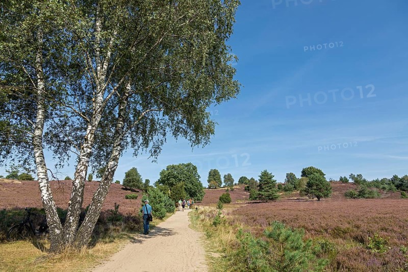 Heather blossom, path, hiker, trees, birch, Wilseder Berg near Wilsede, Bispingen, Lüneburg Heath, Lower Saxony, Germany, Europe