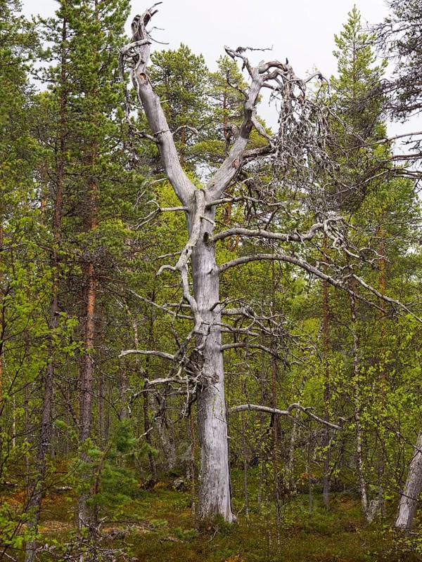 Scots Pine (Pinus sylvestris), dead tree in forest, beside Pokka, May, Finnish Lapland
