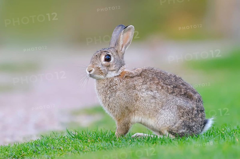 Wild rabbit (Oryctolagus cuniculus), in a meadow, adult, alert, wildlife, mammal, Baltic Sea coast, Fehmarn Island, East Holstein, Schleswig-Holstein, Germany, Europe