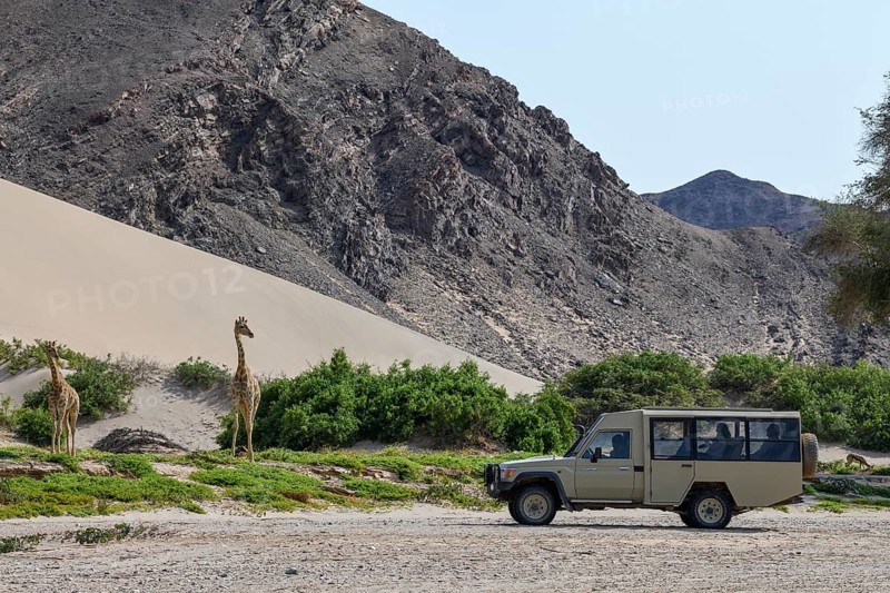 Tourists watching Angola giraffes (Giraffa camelopardalis angolensis) in the Hoanib dry river, Kaokoveld, Kunene region, Namibia, Africa