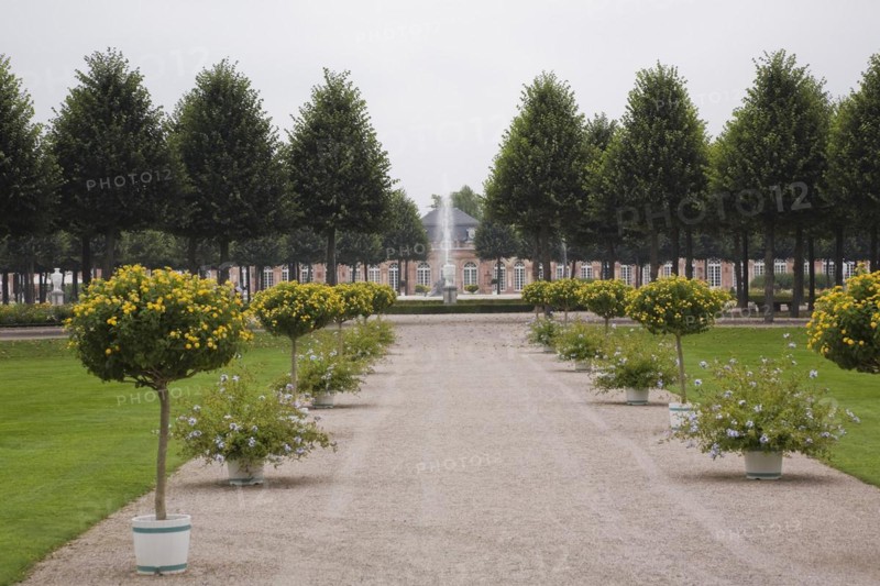 Alley lined with yellow flowering trees and blue flowers in containers in the Schwetzingen palace garden in late summer, Schwetzingen, Germany, Europe