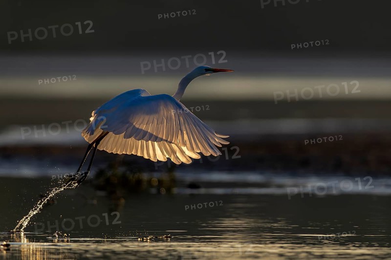 Great Egret, (Egretta alba), soaring Great Egret in the morning backlight, Lusatia, Saxony