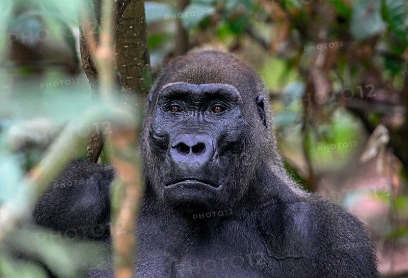 Western lowland gorilla (Gorilla gorilla gorilla), male animal, silverback, Loango National Park, Parc National de Loango, Ogooué-Maritime Province, Gabon, Africa