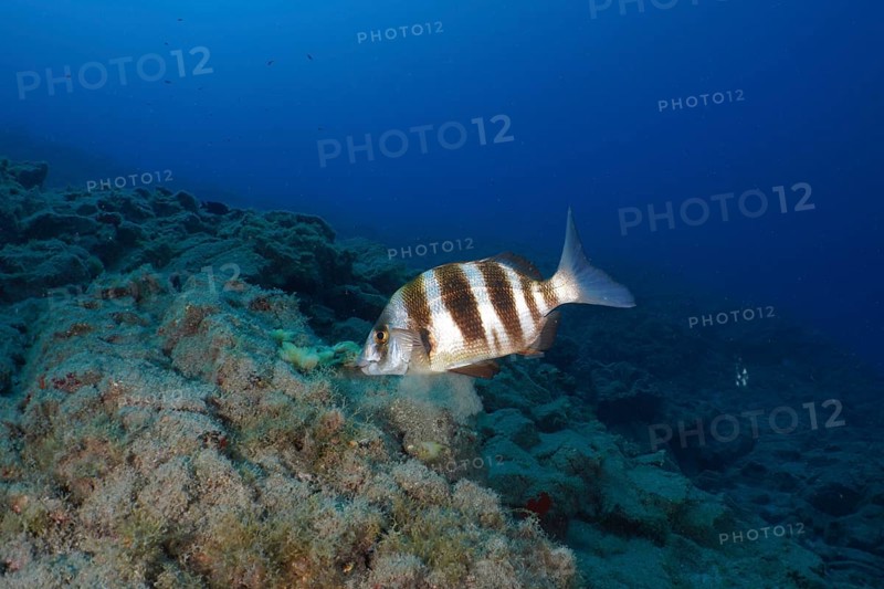 A striped fish, zebra bream (Diplodus cervinus cervinus), swims over a sandy reef in the deep blue ocean. Dive site Cueva de las Morenas, Palm Mar, Tenerife, Canary Islands, Spain, Europe