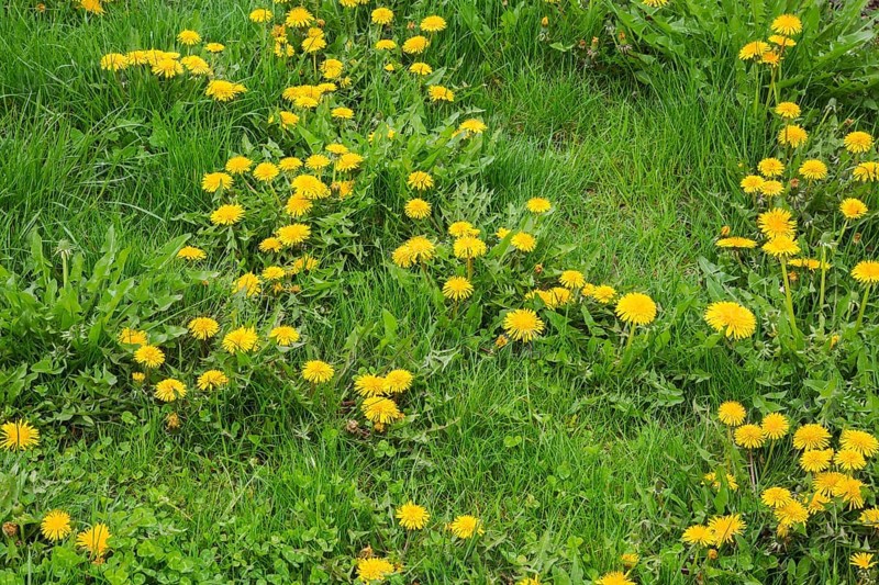 Green grass lawn overgrown with yellow Taraxacum officinale, Dandelion flowers and other undesirable plants in spring, Quebec, Canada, North America
