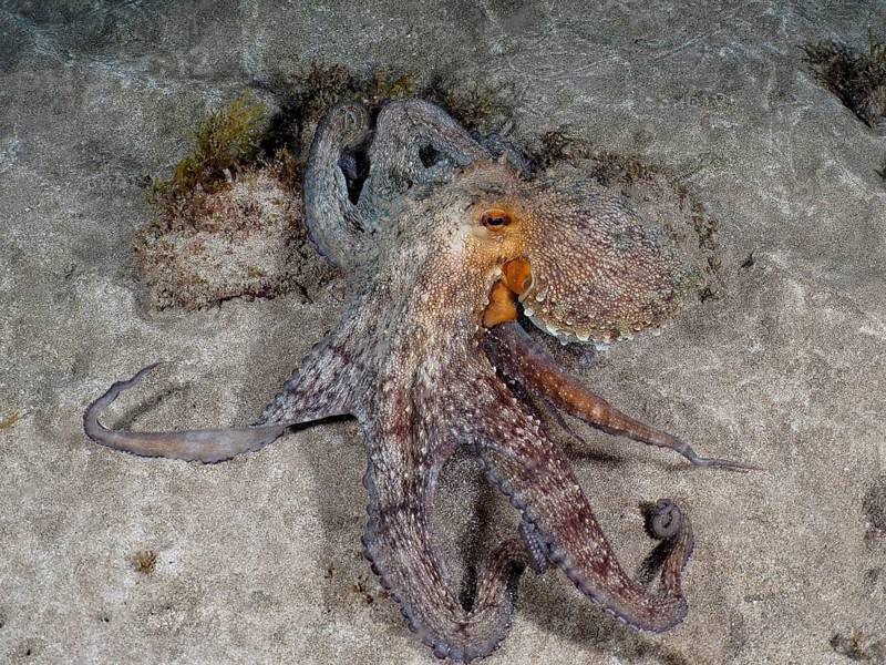 A large Common Octopus (Octopus vulgaris) spreads its tentacles on the sandy seabed. Dive site El Cabron marine reserve, Arinaga, Gran Canaria, Spain, Atlantic Ocean, Europe