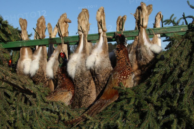 European hares (Lepus europaeus) and pheasants (Phasianus colchicus) hanging from a hunting cart, Lower Austria, Austria, Europe