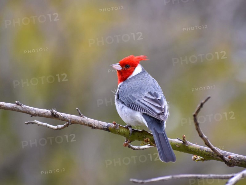 Red-crested Tanager (Paroaria coronata) or grey cardinal, Buenos Aires, Argentina, South America