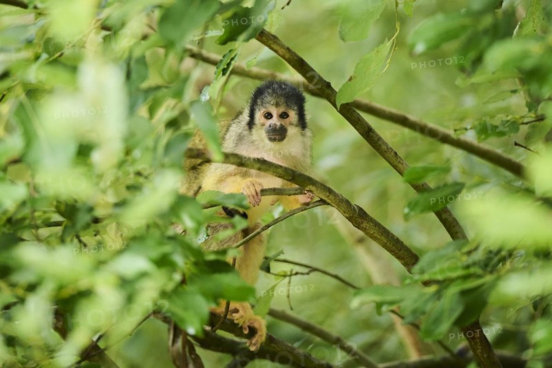 Common squirrel monkey (Saimiri sciureus) in a tree, captive, distribution South America
