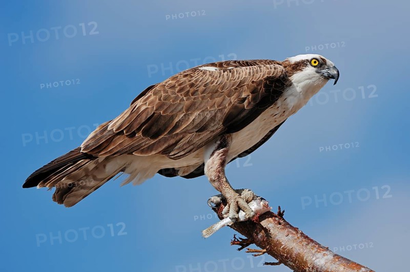 Western osprey (Pandion haliaetus) with preyed fish, Everglades National Park, Florida, USA, North America