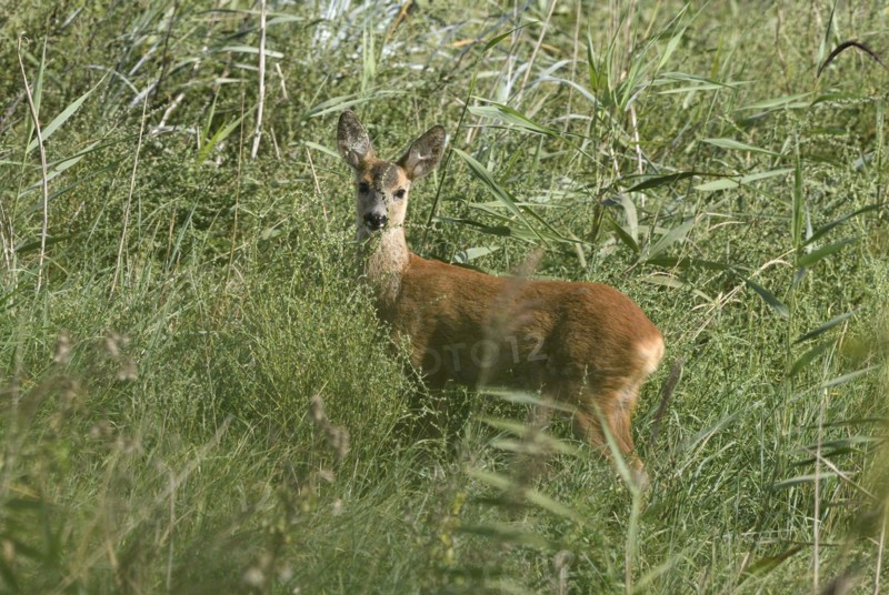 Young european roe deer (Capreolus capreolus) standing in the reeds, Poel Island, Mecklenburg-Western Pomerania, Germany, Europe