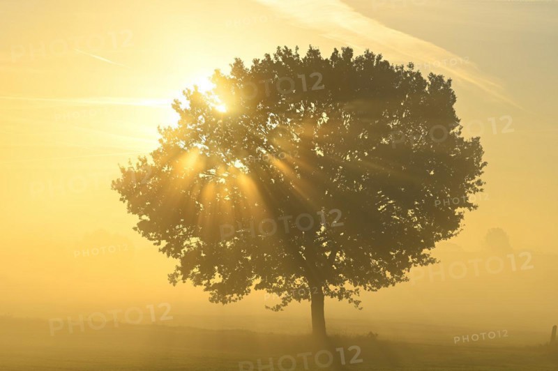 English oak (Quercus robur) in a meadow in the morning light and sunrays, Lower Rhine, North Rhine-Westphalia, Germany, Europe
