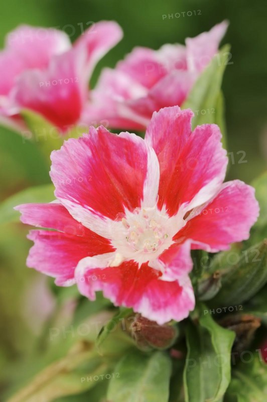Atlas flower or summer azalea (Clarkia amoena, Godetia amoena), flower, ornamental plant, North Rhine-Westphalia, Germany, Europe