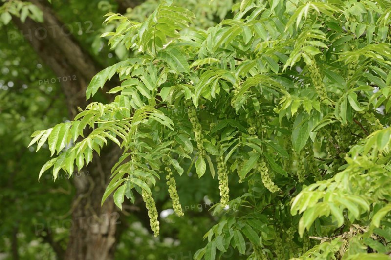 Caucasian wingnut (Pterocarya fraxinifolia) with fruit clusters, North Rhine-Westphalia, Germany, Europe