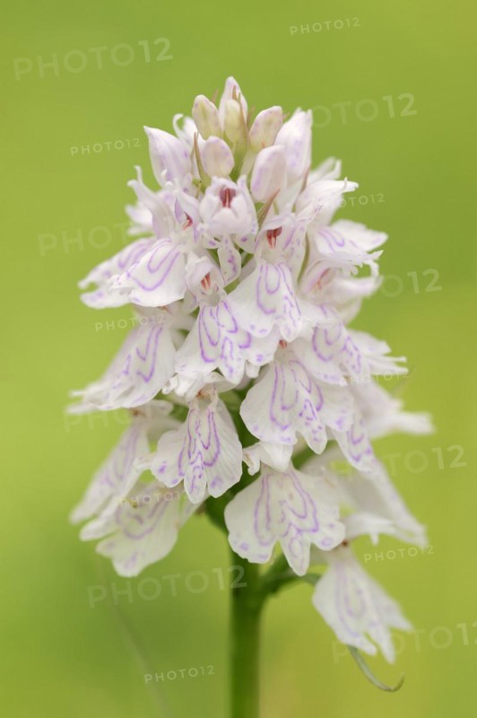 Moorland spotted orchid (Dactylorhiza maculata), North Rhine-Westphalia, Germany, Europe